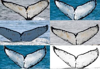 Todas estas imágenes se corresponden con avistamientos del mismo cetáceo: Colmillo Blanco