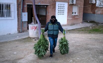 Un agente de la Guardia Civil sale con parte de la marihuana incautada durante una operación antidroga en la localidad granadina de Pinos Puente en 2020. 
