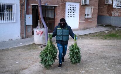 Un agente de la Guardia Civil sale con parte de la marihuana incautada durante una operación antidroga en la localidad granadina de Pinos Puente en 2020.
