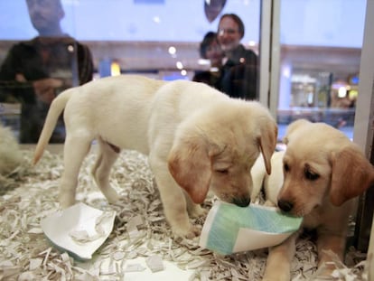 Cachorros en una tienda de un centro comercial de Los Angeles.