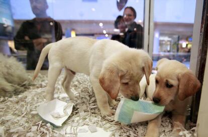 Cachorros en una tienda de un centro comercial de Los Angeles.