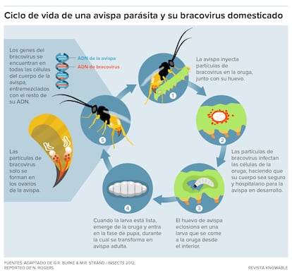 These are the steps in the life of a parasitic wasp that hosts a bracovirus.