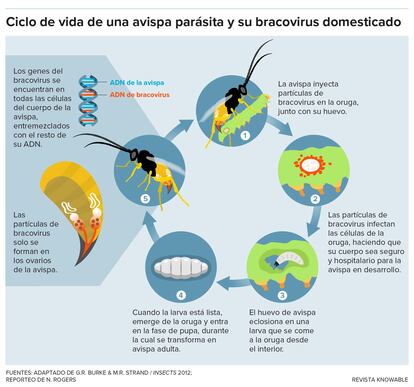 These are the steps in the life of a parasitic wasp that hosts a bracovirus.