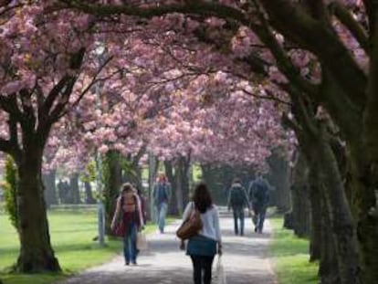 Cerezos en flor en The Meadows, en Edimburgo.