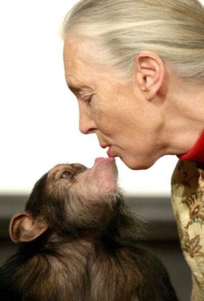 Jane Goodall besa a un chimpancé