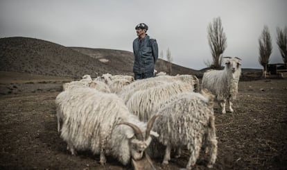 Peirano junto a sus chivas. Es el único medio de vida que posee en la durísima Patagonia argentina.