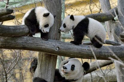 Dos crías de pandas gigantes nacidas el 7 de agosto de 2016, son vistas junto a su madre, en el zoológico de Schoenbrunn en Viena (Austria), el 27 de febrero de 2017.