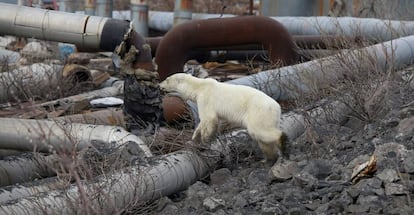 El oso polar, en la fábrica donde parece haberse escondido.