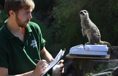 Un cuidador del zoológico de Londres pesa a un suricato durante el control anual de las especies.