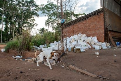 A dog tied up near a pile of used agrochemical containers. In Bolivia alone, 210 million agrochemicals were imported in 2020. 