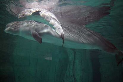 La ballena beluga Yulka, y su cra recin nacida.