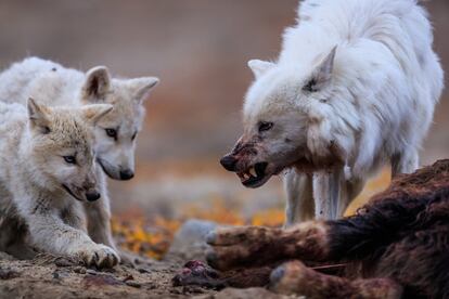 'White Scarf', la matriarca del Polygon Wolf Pack, gruñe para mantener a sus cachorros alejados del ternero almizclero que todavía patalea. Una vez que paró de moverse, dejó que los cachorros se alimentaran antes que los adultos.