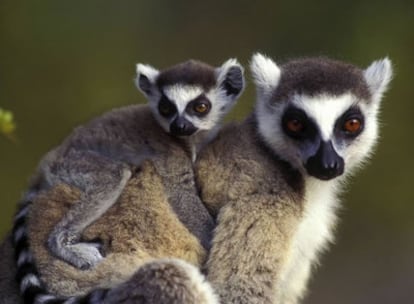 Lémures de cola anillada en Madagascar