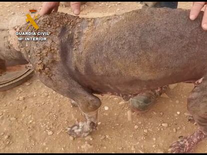 Estado de uno de los animales rescatados en Tudela.