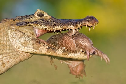 El fotógrafo Máté ha sido también galardonado con el premio Erick Hosking, que reconoce el trabajo de fotógrafos menores de 26 años (Fotografía proporcionada por Veolia Environnement Wildlife Photographer of the Year 2010).