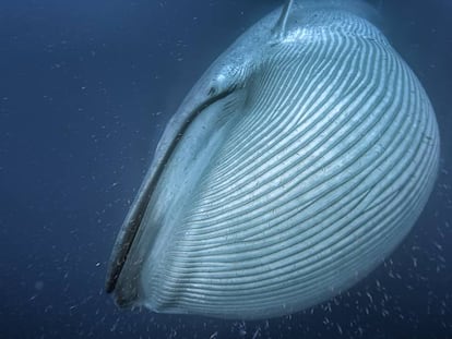 Una ballena azul, el animal vertebrado más grande de la historia, traga el krill en la costa de California.