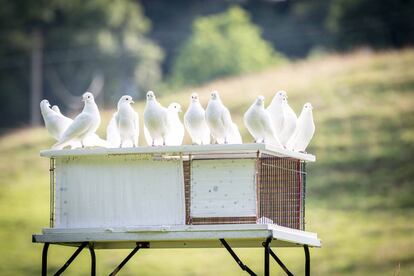 Varias palomas blancas sobre un palomar.