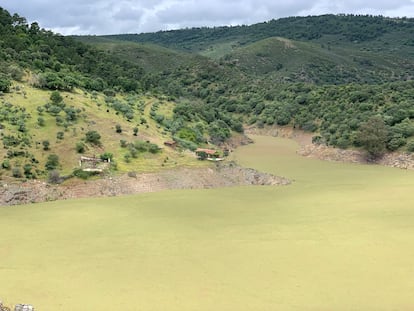 La planta invasora forma una alfombra hasta 90 kilómetros de largo y altera el hábitat de las aves que viven a los alrededores.