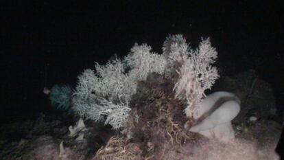Coral blanco de profundidad ('Madrepora oculata') y esponja cristal ('Asconema setubalense') fotografiados en el Mar de Alborán con un robot submarino