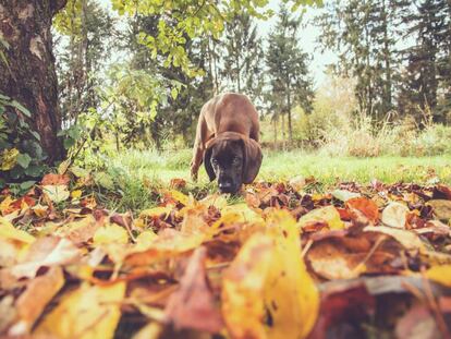 Objetivo: que las máquinas sean capaces de olfatear con la precisión de un perro