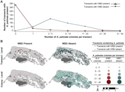 Gráfico que muestra la reducción de la especie de coral palmata por una enfermedad desconocida en la Isla de Buck.