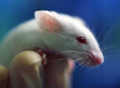 Un científico maneja un ratón en un laboratorio en EE UU.
