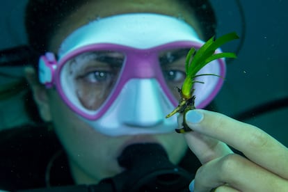 Una buzo con una planta ya germinada.