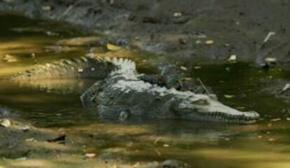 El tratamiento de aguas residuales en Costa Rica apenas alcanza el 4 % y el alcantarillado cubre el 27 %, y con el proyecto financiado por el BID y España esos porcentajes se elevarán al 21 % y 60 %, respectivamente, añadió la funcionaria. EFE/Archivo