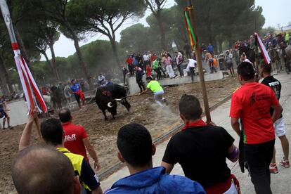 Cachobo, alias del lancero que dio muerte a 'Rompesuelas', el Toro de la Vega de este año, tuvo una fama efímera. Los jueces de tan singular torneo taurino decretaron nula la muerte del animal por incumplimiento del reglamento. Ocurrió en Tordesillas (Valladolid) el 15 de septiembre. | <a href=http://politica.elpais.com/politica/2015/09/14/actualidad/1442240317_736184.html target=”blank”>IR A LA NOTICIA</a>