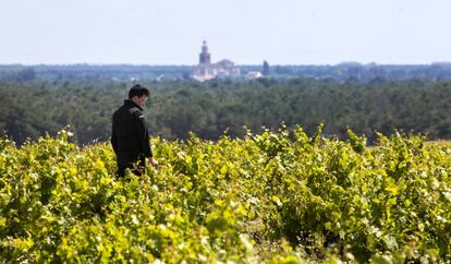 viñedos de Ossian en el noroeste de la provincia de Segovia.