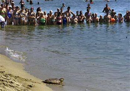 Una de las tortugas abriéndose paso hacia el mar, ayer, en la playa de la Nova Icària de Barcelona.