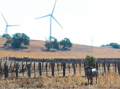 Un toro de la ganadería de Ana Romero, en la dehesa gaditana.