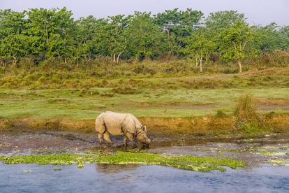 Las autoridades del parque nacional de Chitwan, en el Terai, a los pies de los Himalayas, en el subtropical sur de Nepal, confiesan que después de tres décadas tienen una “rica experiencia” resolviendo conflictos entre la exuberante naturaleza que protegen y las demandas e intervención del ser humano. La reserva suma 544 especies de aves, 56 de reptiles y anfibios, 126 de peces y 68 de mamíferos. Es especialmente renombrada por su protección de varias especies en peligro extremo de extinción, como el rinoceronte indio (en la foto), el tigre de Bengala o el gavial (un cocodrilo). Por cierto, la palabra chitwan significa “el corazón de la jungla”.