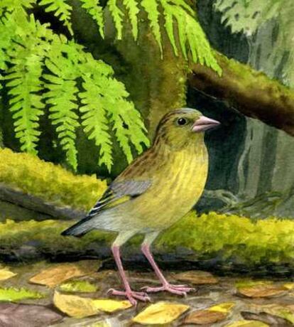 Reconstrucción de <i>Carduelis aurelioi</i> (verderón de pico fino) en la laurisilva.