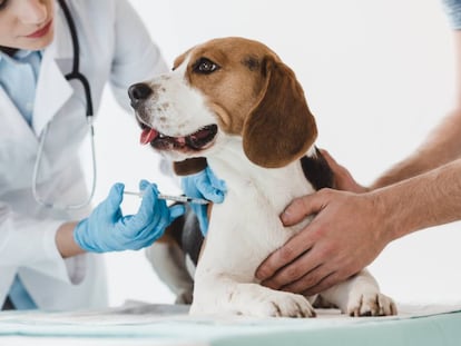 Ni a sus hijos ni a sus perros: el nuevo peligro del movimiento antivacunas son las mascotas