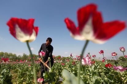 Un agricultor afgano trabajaba en un campo de amapolas, en Jalalabad, en abril de 2014.