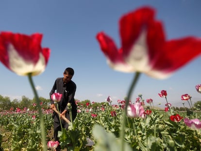 Un agricultor afgano trabajaba en un campo de amapolas, en Jalalabad, en abril de 2014.