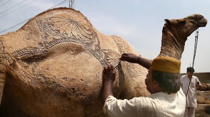 Un vendedor decora un camello de sacrificio para el festival de Eid al-Adha, en Karachi (Pakistán).