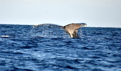 La identificación no invasiva de las ballenas jorobadas se realiza con fotografías de su aleta caudal, cuyo contorno, manchas y cicatrices forman una especie de huella dactilar única. En la imagen, la cola del protagonista de esta historia, fotografiado en las aguas de Zanzíbar.