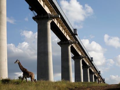 Una jirafa cruza por debajo del puente de la línea Standard Gauge Railway (SGR) a su paso por el Parque Nacional de Nairobi, Kenia.