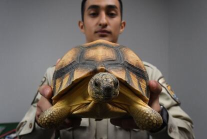Un agente del Servicio de Pesca y Vida Salvaje de Estados Unidos muestr una tortuga de Madagascar rescatada.
