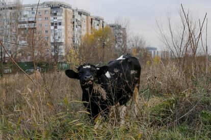Una vaca pasta hierba en un barrio de apartamentos de la época comunista en Bucarest (Rumania).