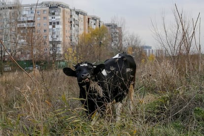 Una vaca pasta hierba en un barrio de apartamentos de la época comunista en Bucarest (Rumania).