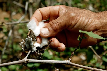 El algodón orgánico de las zapatillas es cultivado por asociaciones de agricultores de Brasil y Perú que lo cosechan de forma respetuosa con las personas y el medio ambiente.