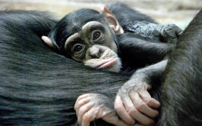 Fondo chimpancé Windows 10