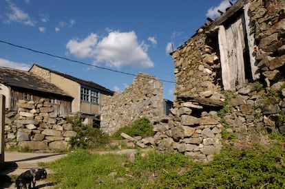 Ribadelago Viejo (Galende, Zamora). La madrugada del 9 de enero de 1959, la presa de Vega de Tera se desmoronó y la riada se llevó para siempre a 144 de los 532 vecinos de este pueblo zamorano. Los supervivientes fueron trasladados a un nuevo Ribadelago, construido a un kilómetro, pero en el viejo aún puede verse, con un escalofrío, el campanario en lo alto de una peña, donde subieron los que podían correr. A 13 kilómetros, río Tera arriba, se conserva la presa rota, como si el diablo le hubiera dado un mordisco. Ribadelago Viejo es una de las 11 localidades que forman parte del Ayuntamiento de Galende; la más bella e inquietante.