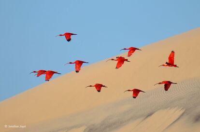 El francès Jonathan Jagot va deixar el vaixell de vela familiar i va anar a la recerca de l'ibis roig. A la platja d'illa Lençois (Brasil), el jove va esperar que els ocells emergissin dels manglars, on feien tot un banquet amb petits crustacis. Després, els va immortalitzar mentre sobrevolaven les dunes de sorra. L'ibis roig viu al nord de Sud-amèrica (és l'au nacional de Trinidad i Tobago). Amb aquesta foto, Jagot va guanyar el premi a millor fotografia del concurs Wildlife per a joves d'entre 15 i 17 anys.