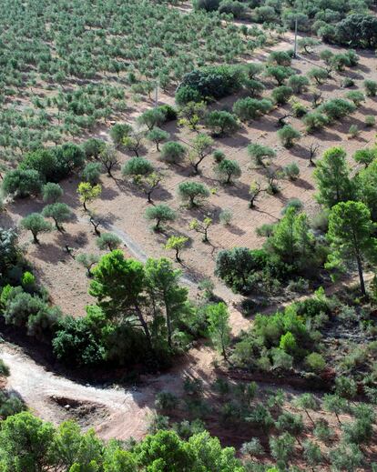 Los olivares, vistos desde la ermita de la Mare de Déu en Mont-roig, donde el artista subía con frecuencia. 