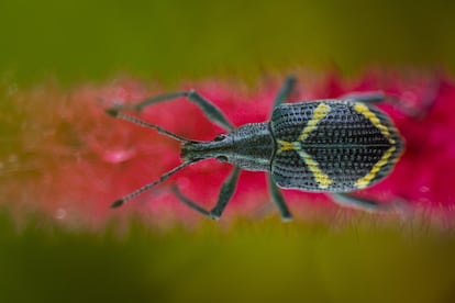 Gorgojo (Exophthalmus parentheticus). Estos escarabajos se caracterizan por su boca alargada. La Mana, Ecuador.