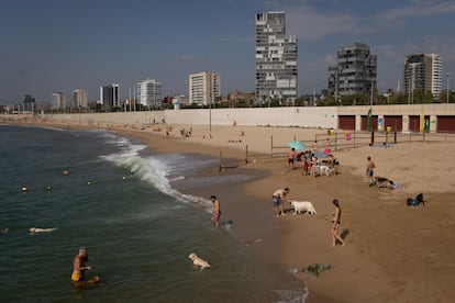 Dueños de perros se bañan este miércoles en la playa de Llevant de Barcelona, habilitada especialmente para esta finalidad con aforo limitado.